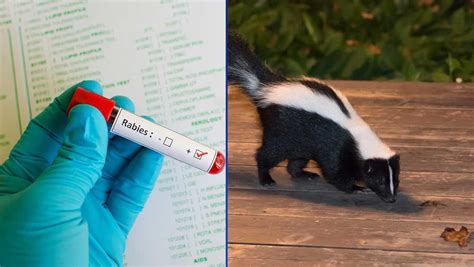 Skunk tests positive for rabies in Gloversville